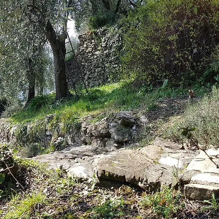 Villa In Rapallo With Sea View And Olive Yards, Cleaning Included Villa Rapallo